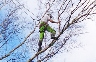 Landywood Landscaping Tree Surgery